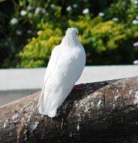 O preço da paz