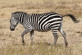 A zebra e sua essência
